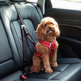 KONG Ultimate Safety Tether