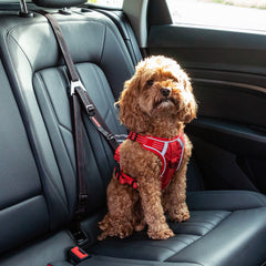 KONG Ultimate Safety Tether